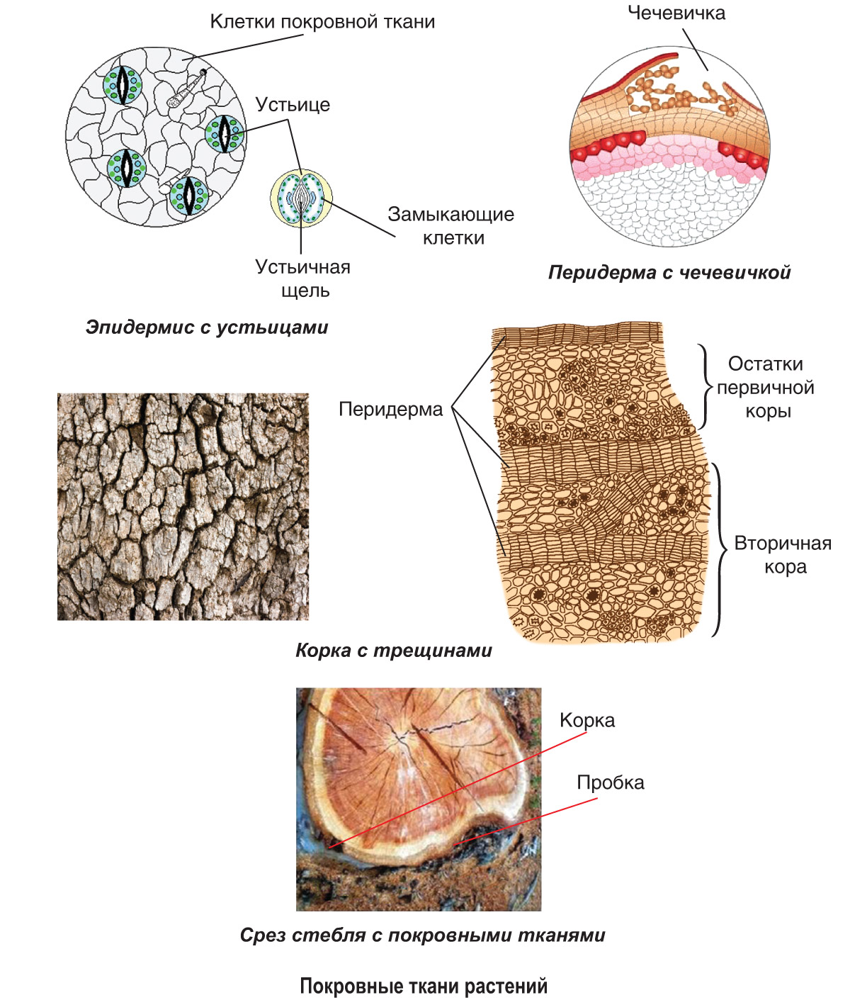 Основные типы тканей растений и их функции | 6 класс | Биология