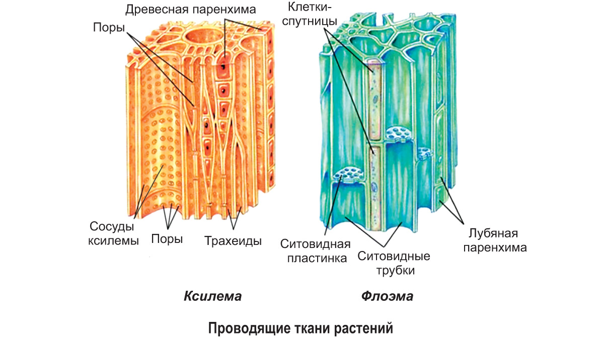 § 0—2. Характеристика строения и функций тканей растений: Проводящие ткани