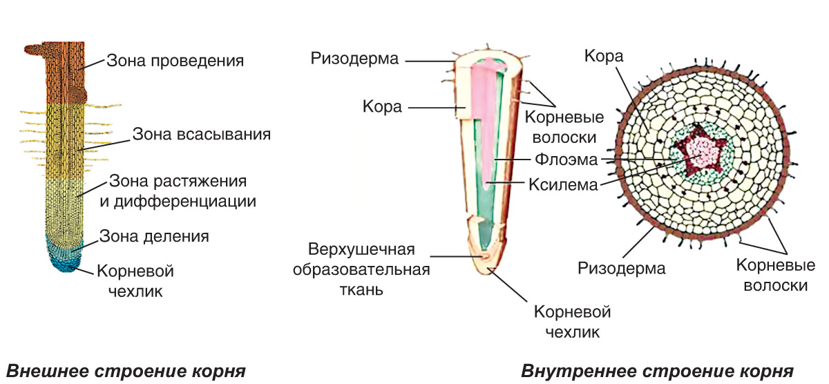 Зоны корня на рисунке