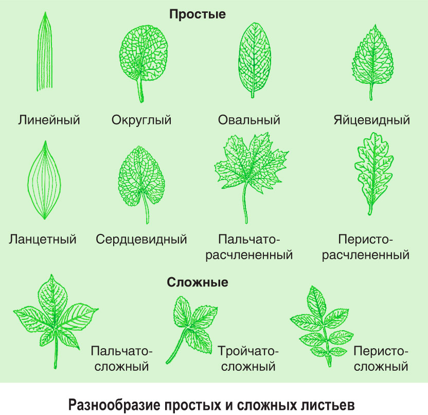 § 0—3. Особенности строения вегетативных органов растений: Лист