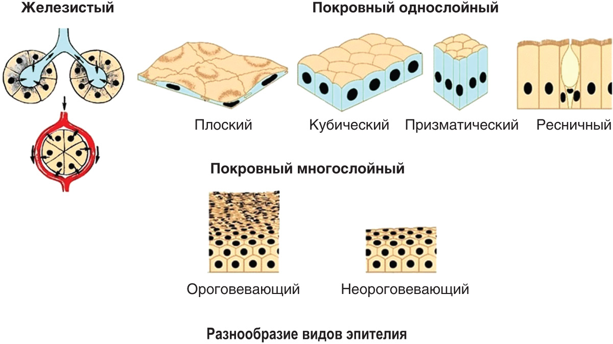 0—5. Характеристика строения и функций тканей позвоночных животных:  Эпителиальная ткань