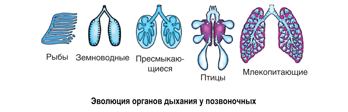 § 0—7. Сравнительная характеристика строения дыхательной и ...