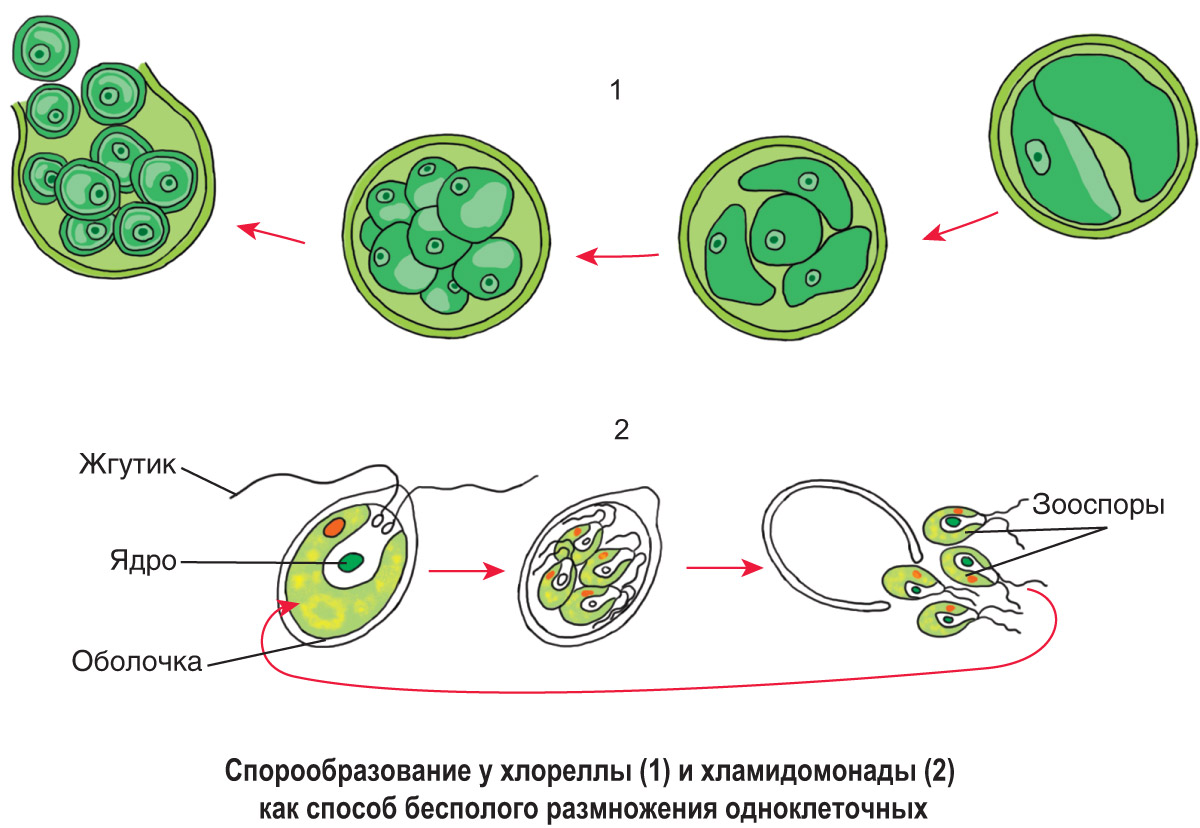 29—2. Способы бесполого размножения одноклеточных эукариот: Спорообразование