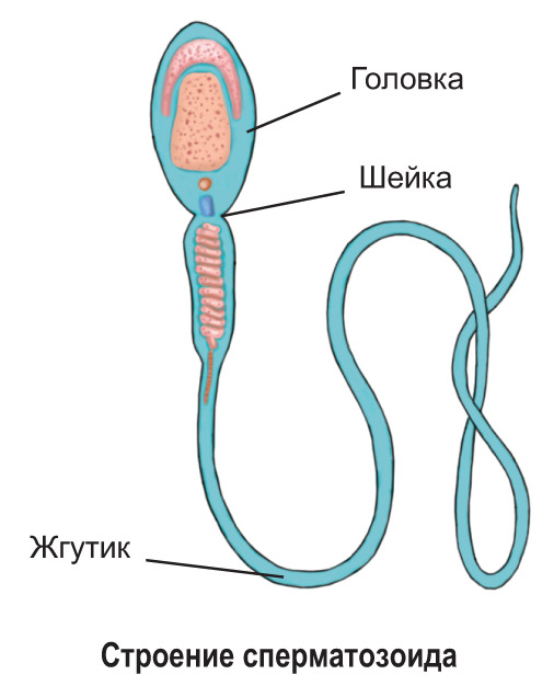 § Строение и образование половых клеток