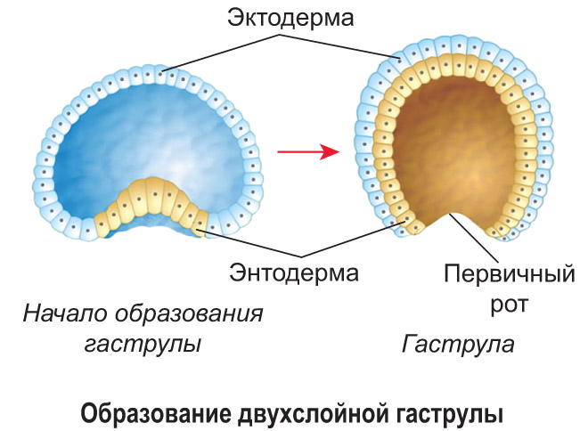 Этапы развития эмбрионов