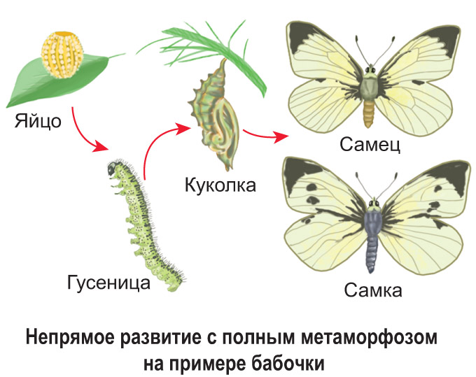 какое развитие у птиц прямое или непрямое