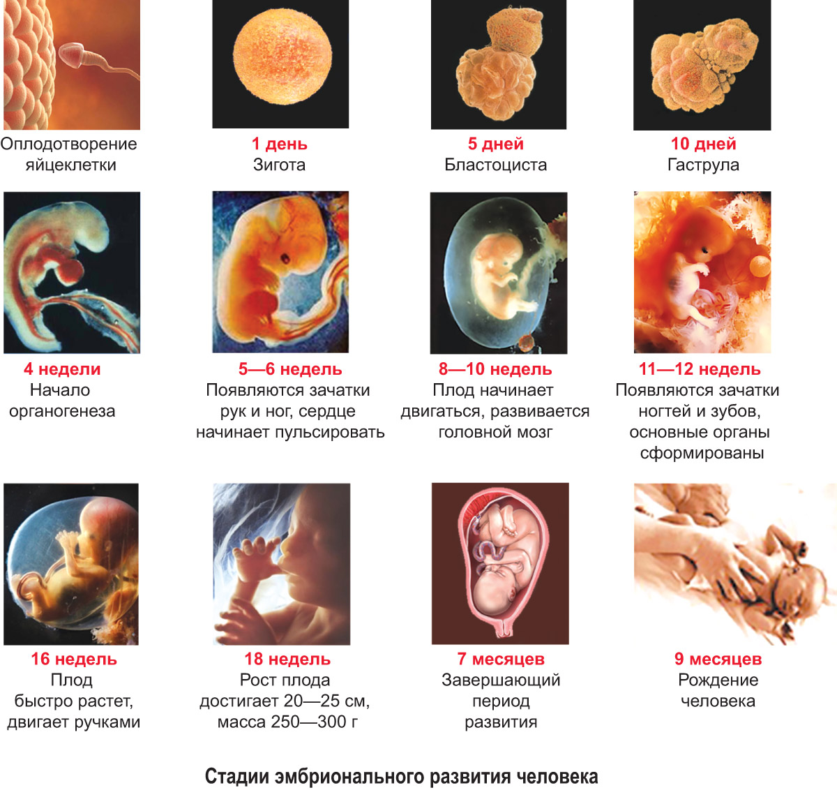 Доклад: Эмбриональный период развития человека