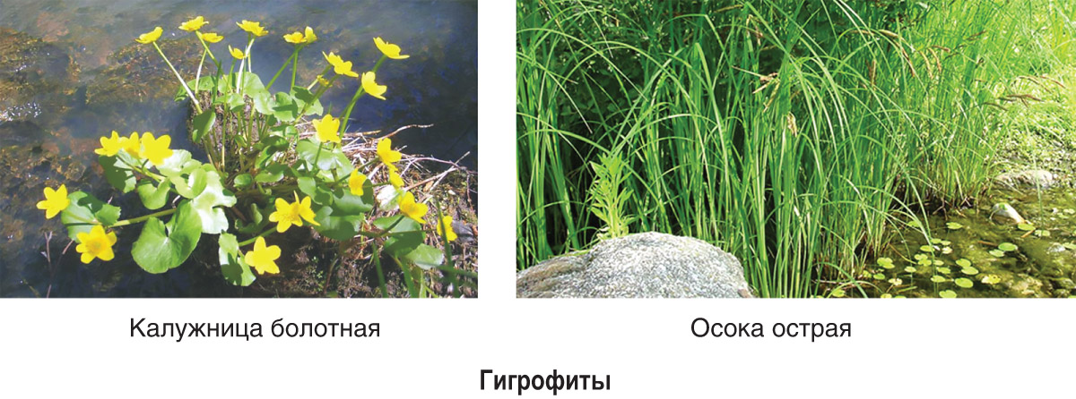 Реферат: Приспособление растений к водному режиму