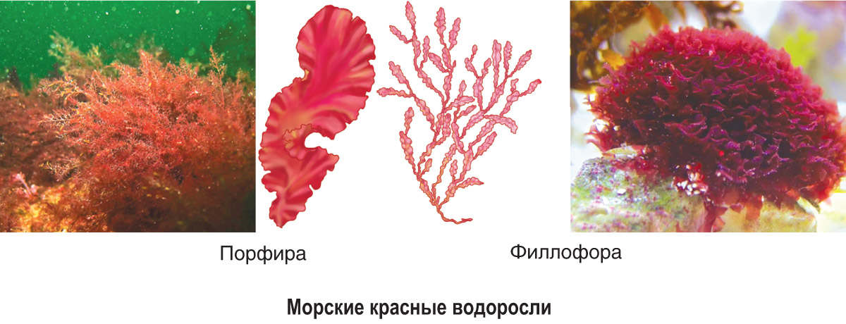 Красные водоросли, подготовка к ЕГЭ по биологии