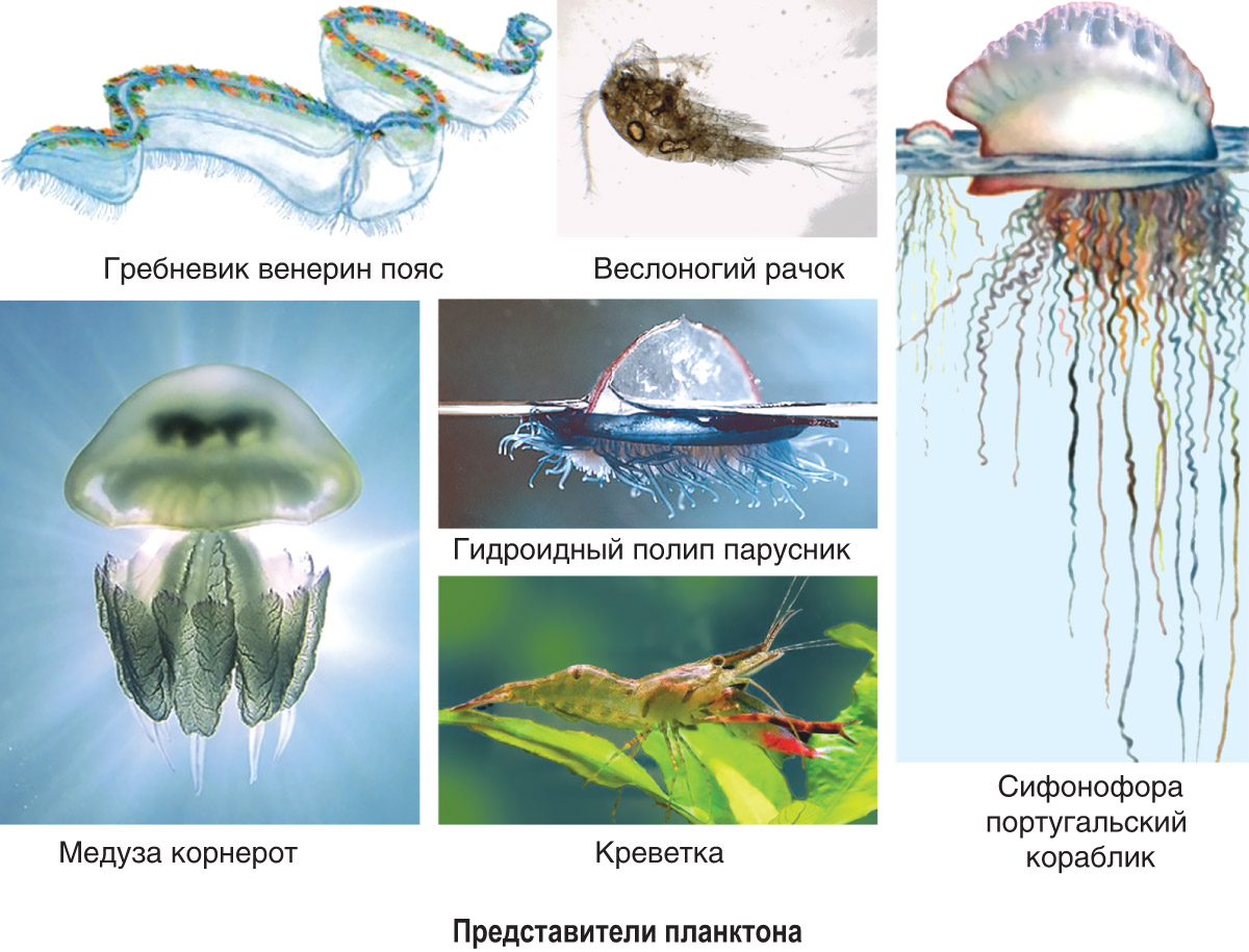 Планктон Нектон бентос