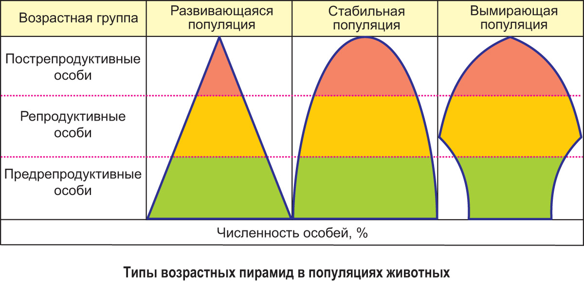 Вид спереди зрелая женщина позирует