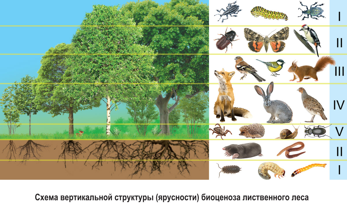 Структура леса рисунок