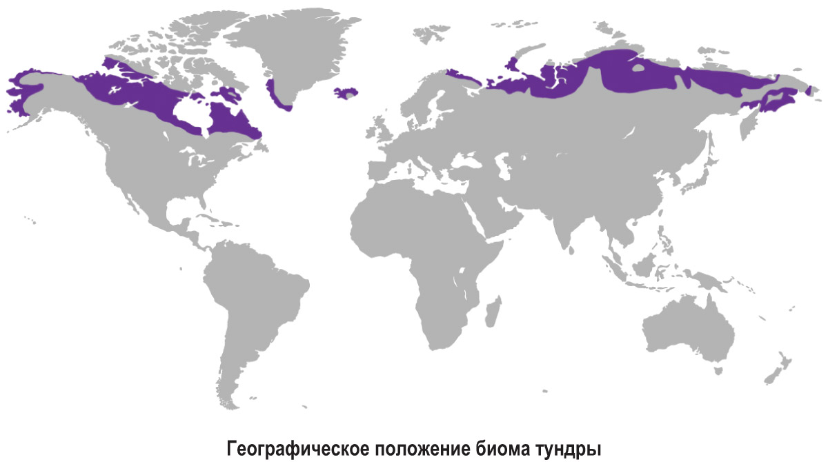 Карта тундры и лесотундры