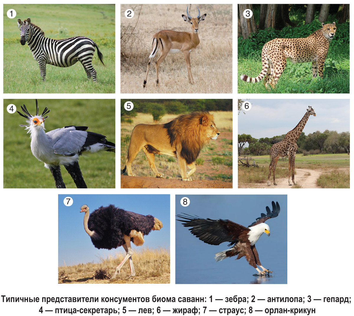 Какие животные живут в ЮАР? Животный мир (фауна) Южной Африки на Сафари-Занзибари