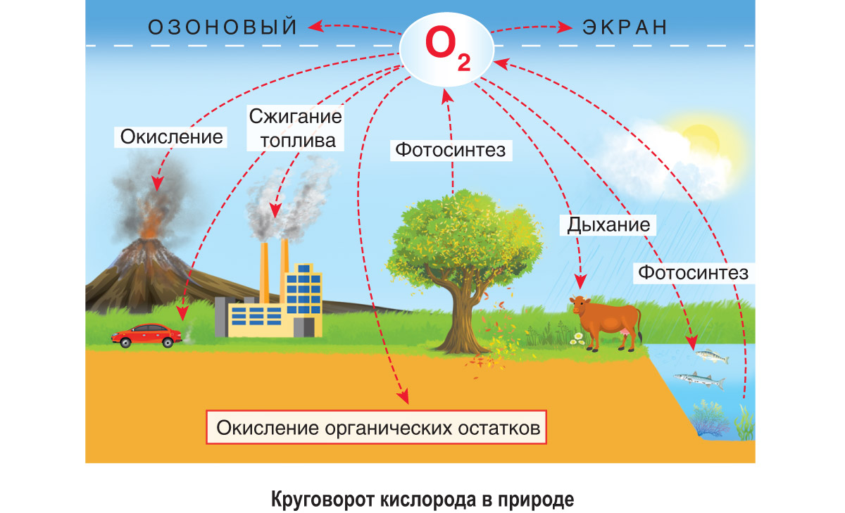 Реферат: Круговорот кислорода, углерода, азота, фосфора и серы в биосфере