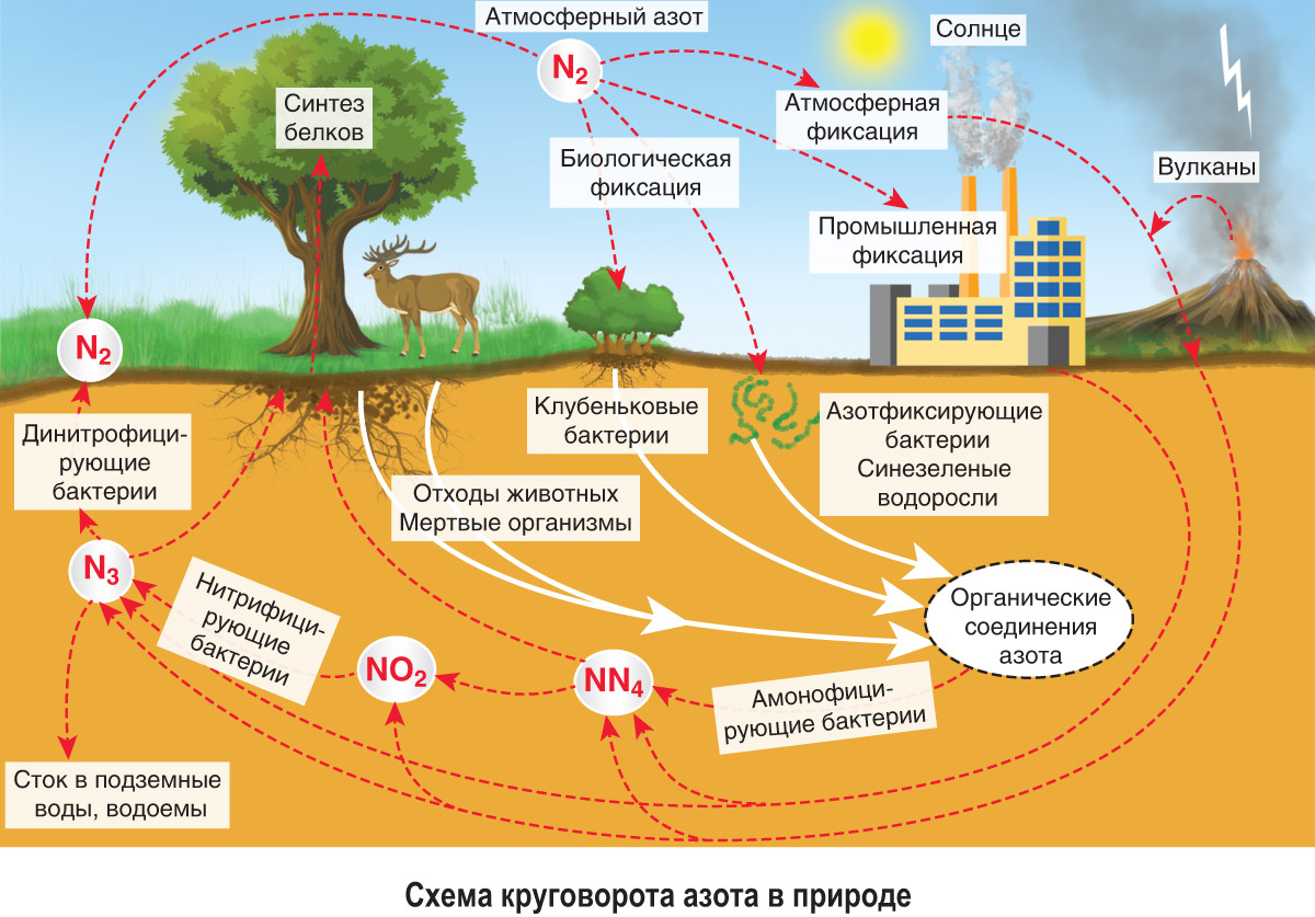 § 53. Круговорот веществ в биосфере: *Круговорот азота