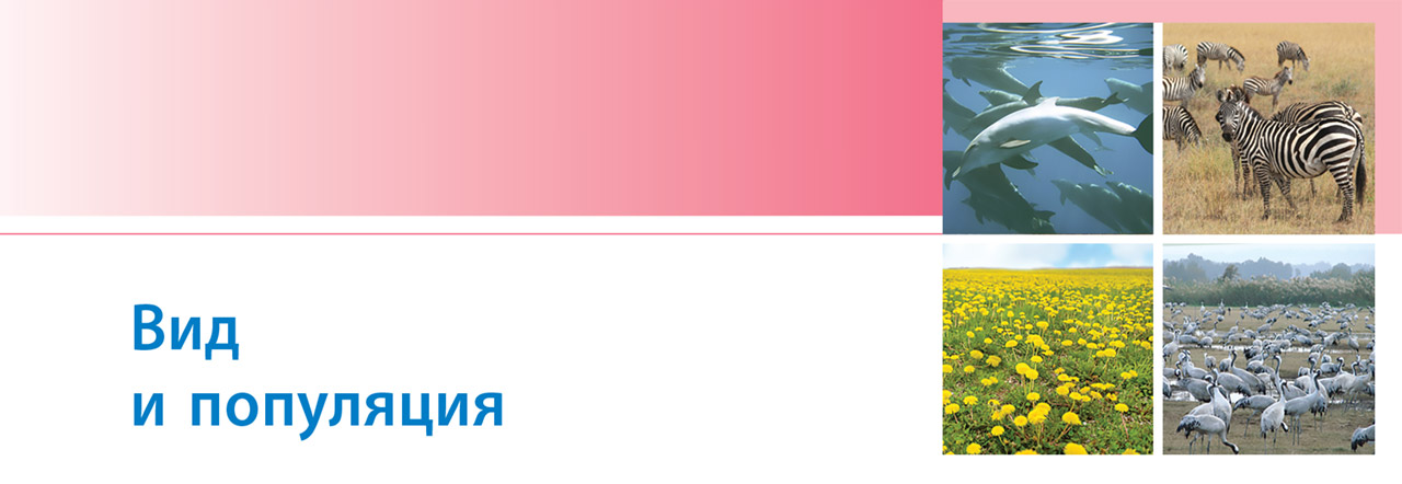 Курс: Биология. 10 класс, Тема: Глава 4