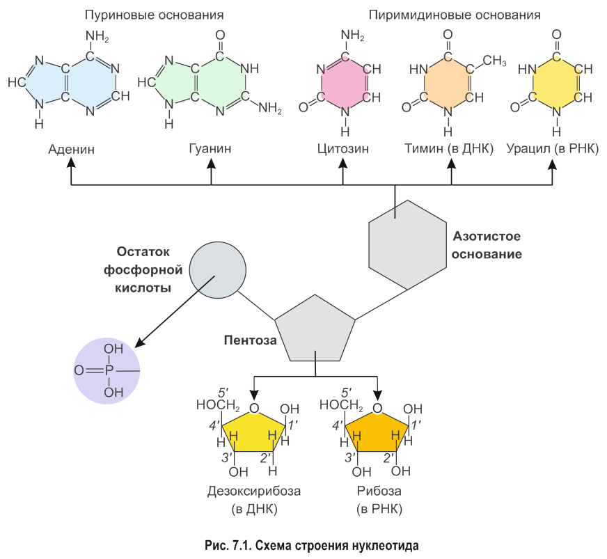 7. Нуклеиновые кислоты. Строение и функции ДНК