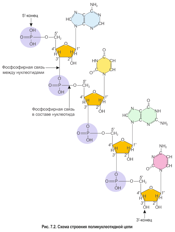 7. Нуклеиновые кислоты. Строение и функции ДНК: Строение нуклеотидов и  образование полинуклеотидной цепи