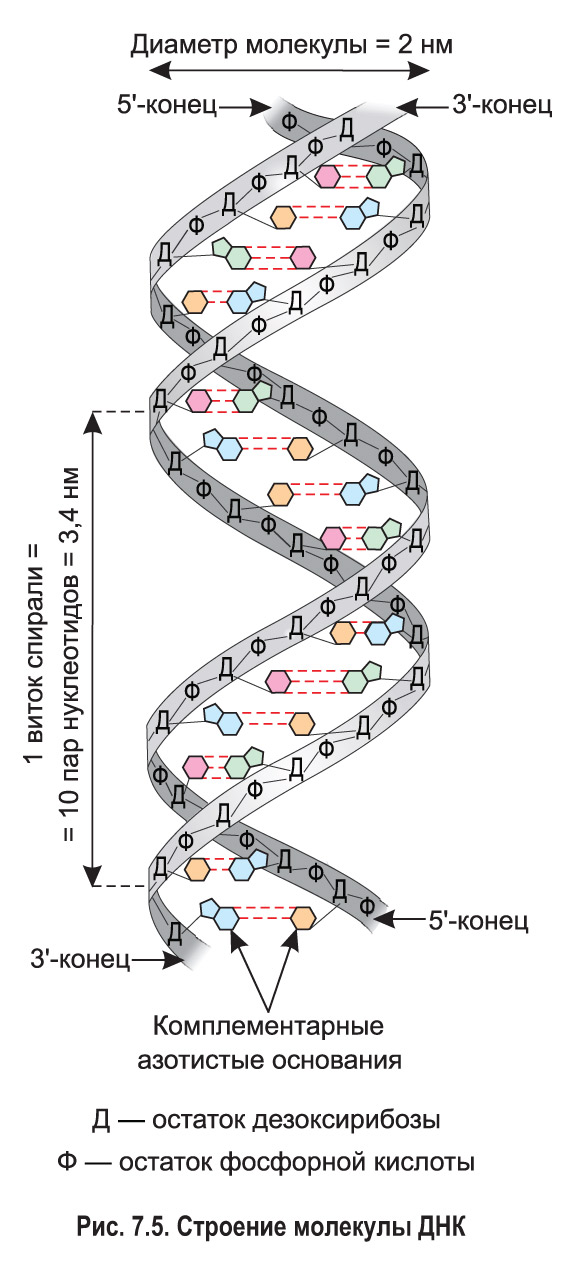 Что такое ДНК и хромосомы