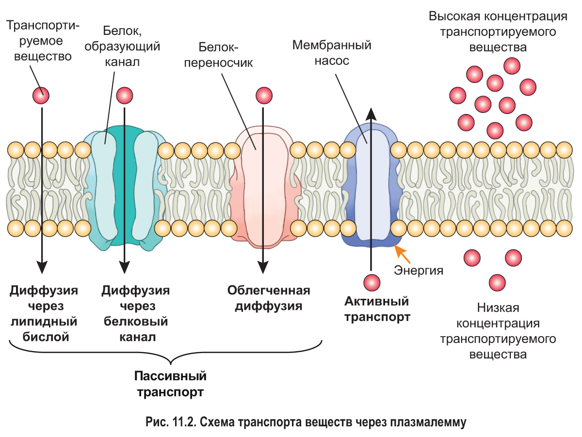Проницаемость цитоплазматической мембраны для ионов