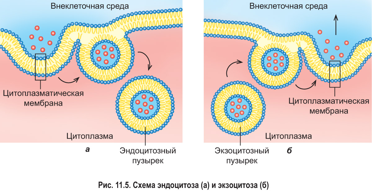 какую функцию выполняет надмембранный комплекс клетки. картинка какую функцию выполняет надмембранный комплекс клетки. какую функцию выполняет надмембранный комплекс клетки фото. какую функцию выполняет надмембранный комплекс клетки видео. какую функцию выполняет надмембранный комплекс клетки смотреть картинку онлайн. смотреть картинку какую функцию выполняет надмембранный комплекс клетки.