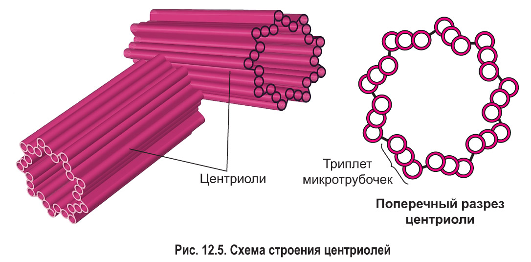12. Гиалоплазма. Цитоскелет. Немембранные органоиды