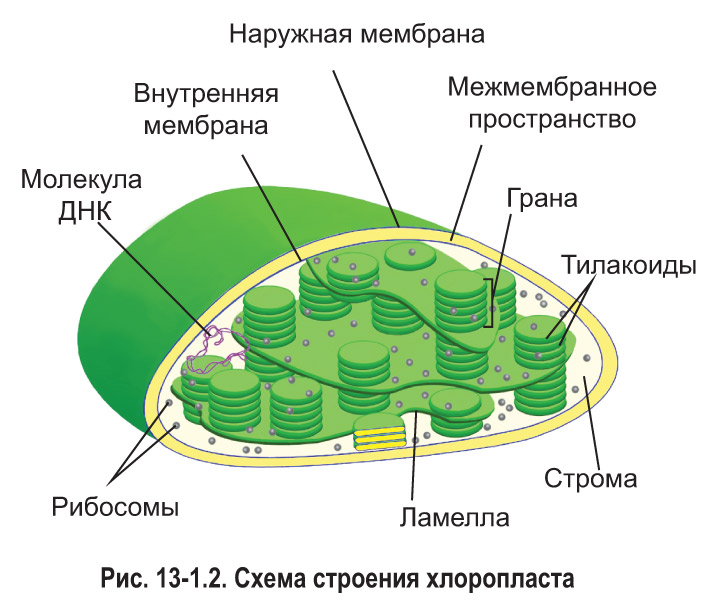 Рисунок хлоропласта с подписями строение и функции