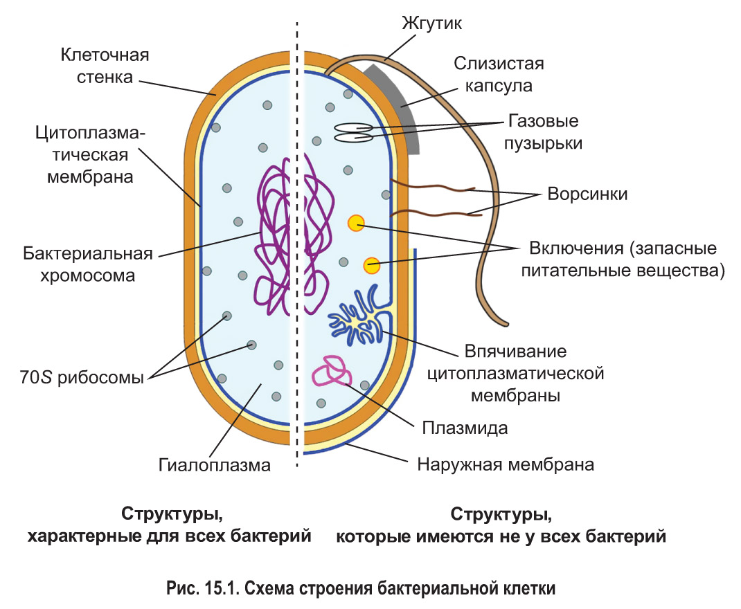 15. Особенности строения клеток прокариот: Строение прокариотических клеток