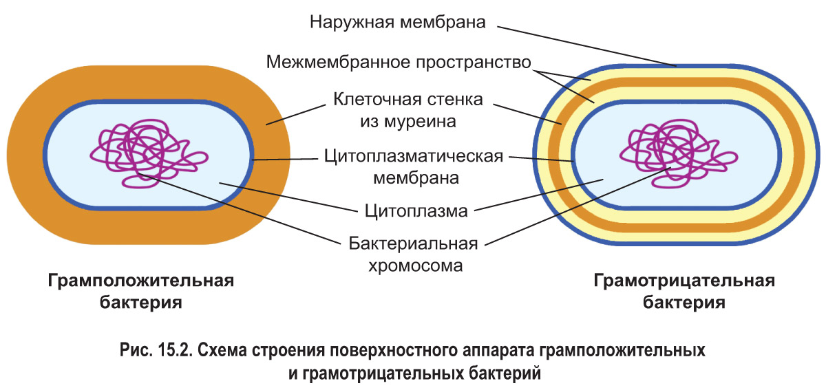 15. Особенности строения клеток прокариот