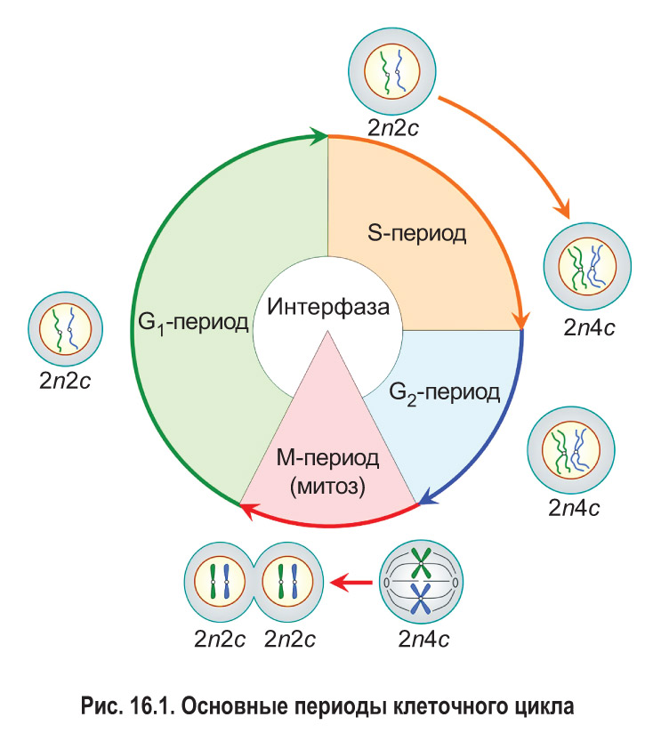Митоз (непрямое деление клетки) и его фазы (профаза, метафаза, анафаза и телофаза)