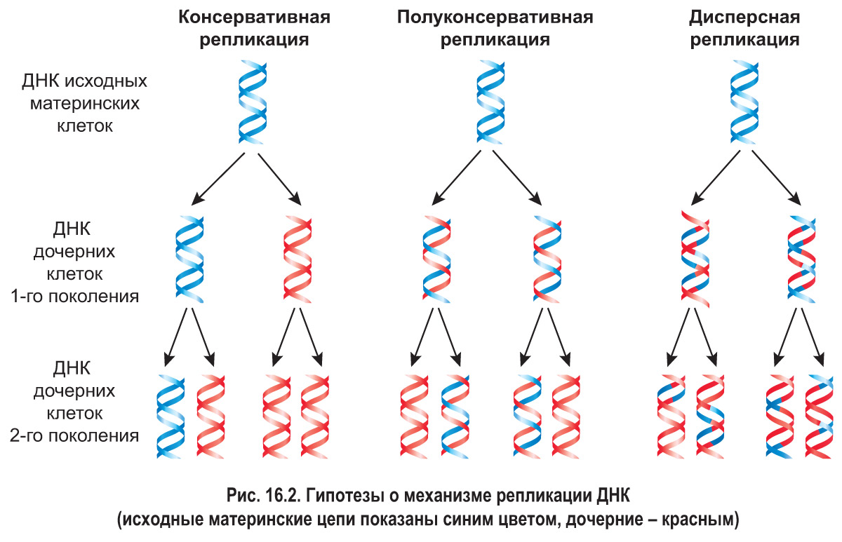 16. Клеточный цикл. Репликация ДНК: Репликация ДНК