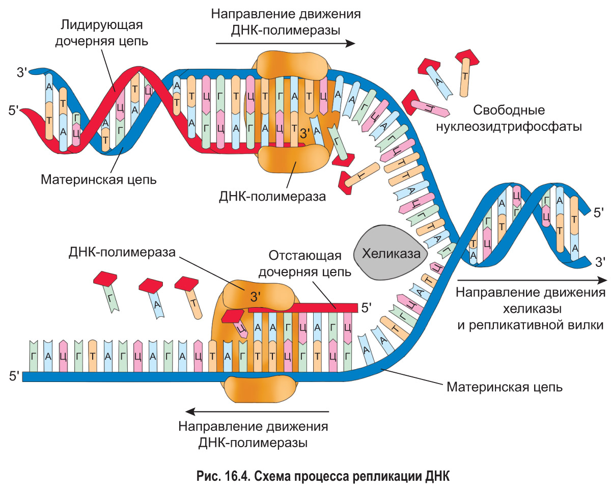 16. Клеточный цикл. Репликация ДНК: Репликация ДНК