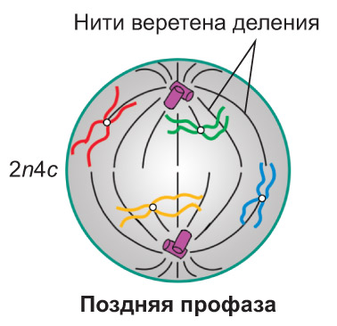 Мейоз. Профаза 1