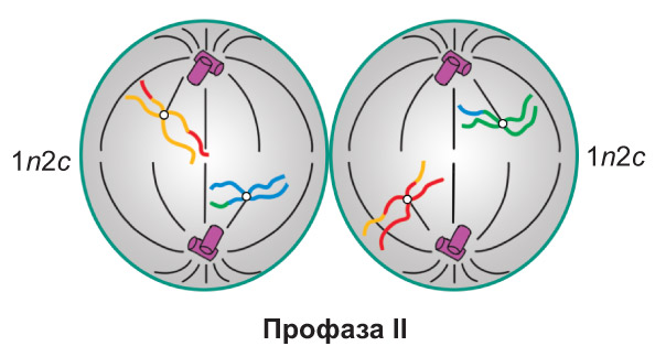 Жизненный цикл клетки