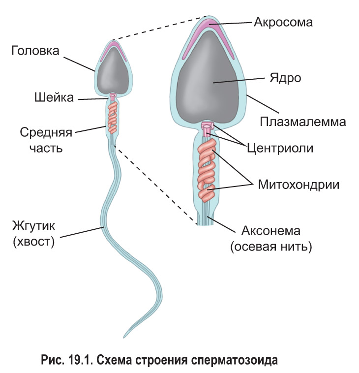 Короткая «жизнь» сперматозоидов