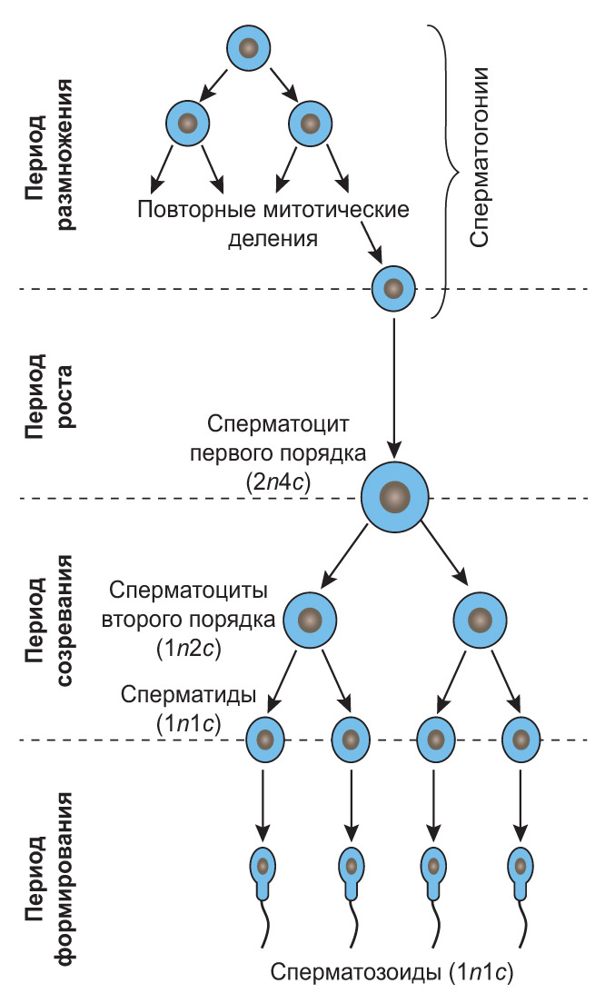Сперматогенез и овогенез как процессы размножения, схема овогенеза