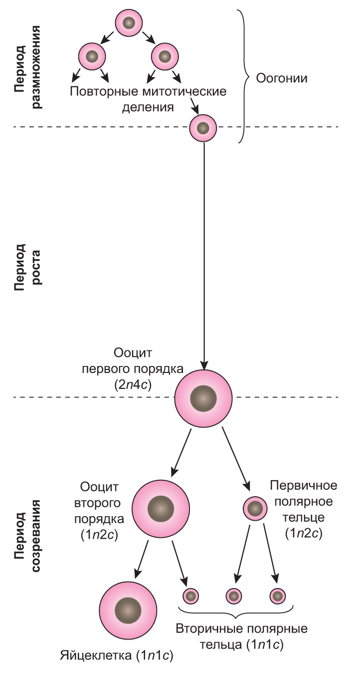 Гаметы, гаметогенез, определение пола Гаметы, гаметогенез, определение пола
