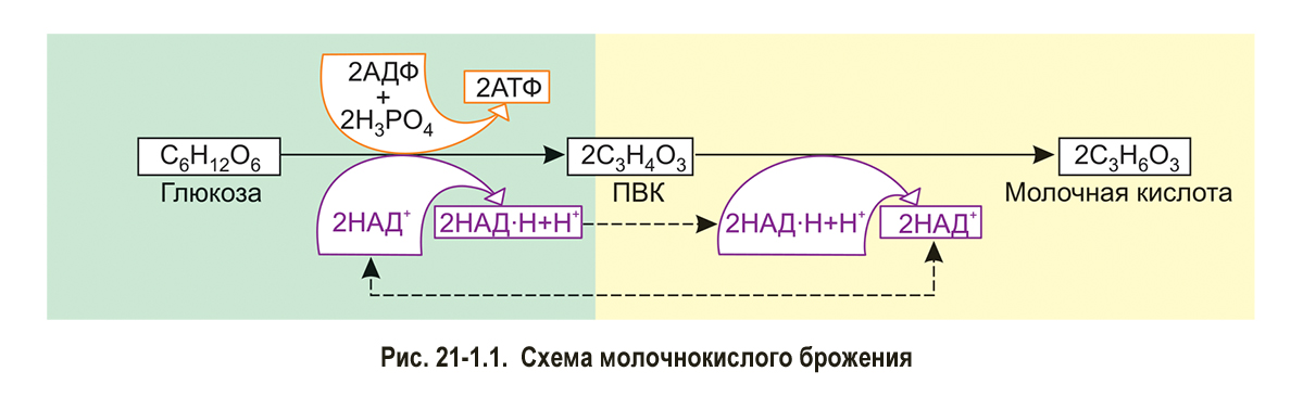 Молочнокислое гомоферментативное брожение схема