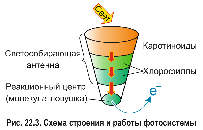 Таблица характеристика фотосинтетических пигментов