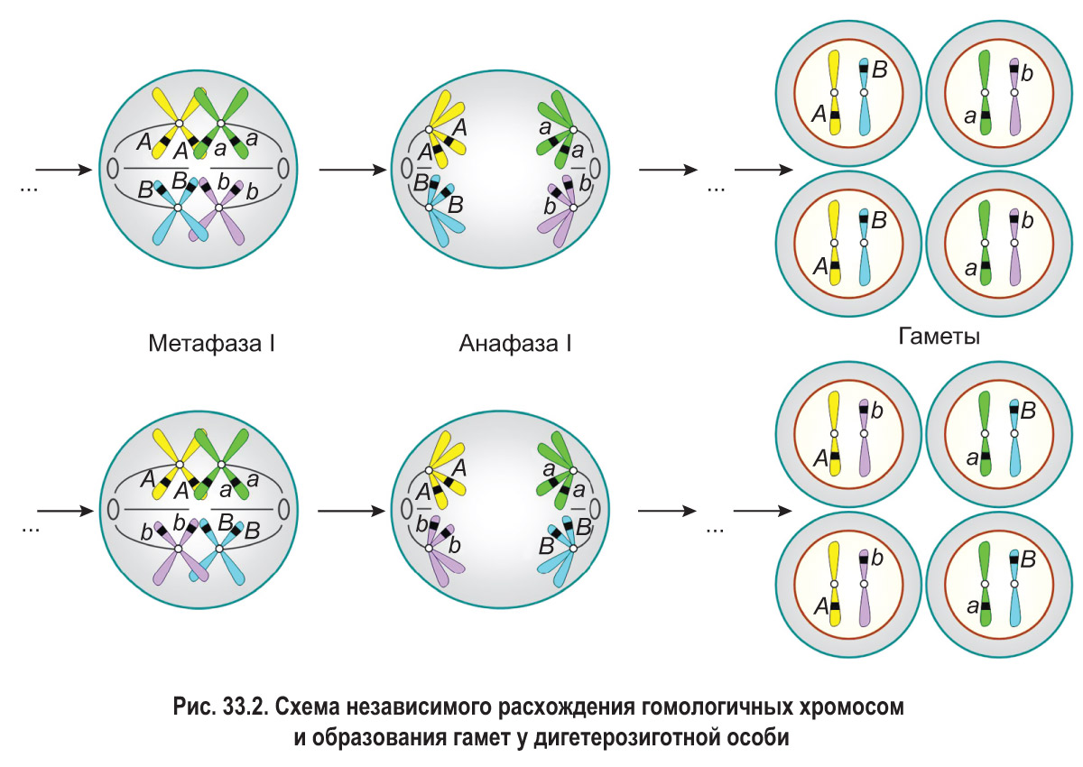 23. Мейоз