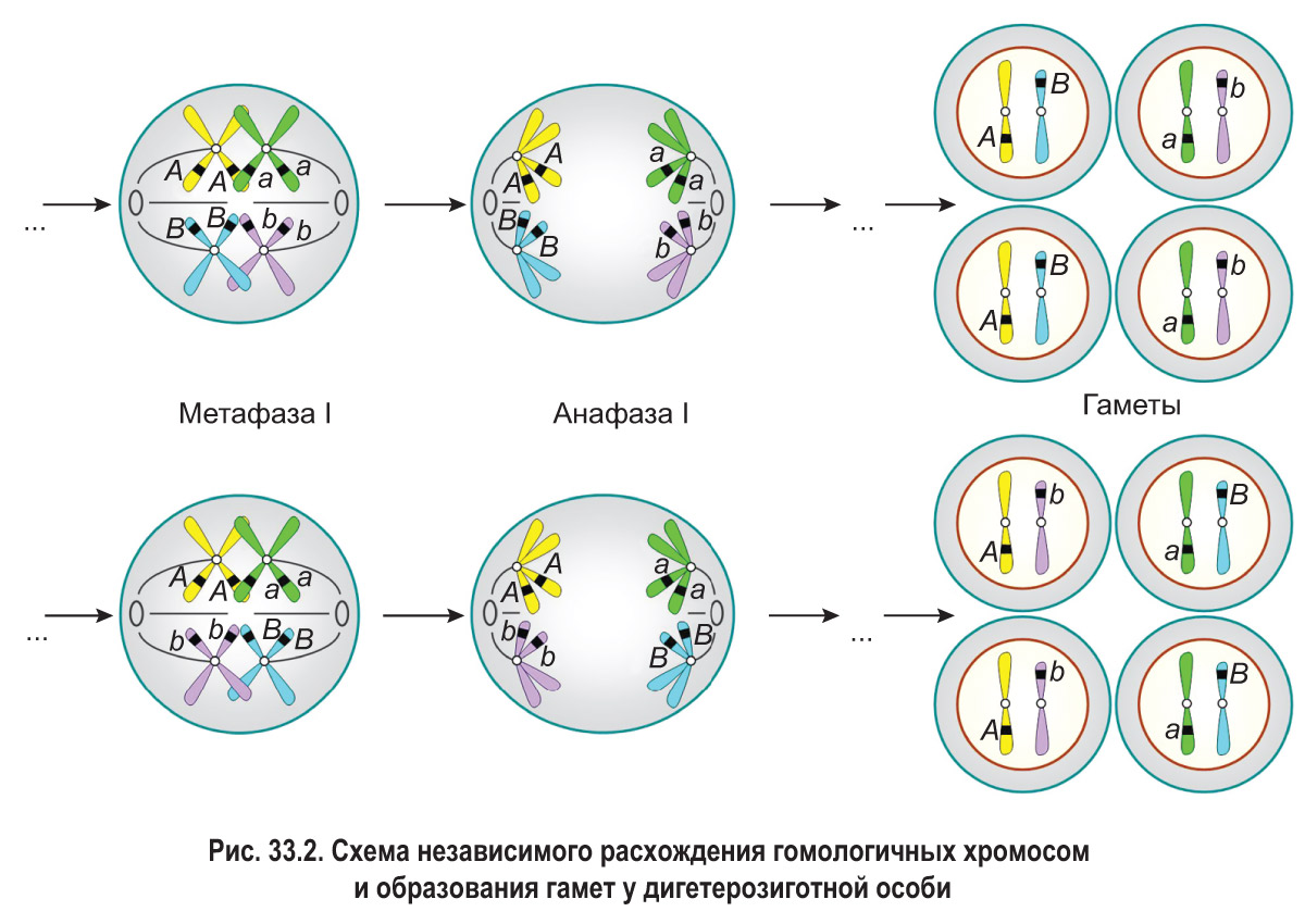 Схема распределения аллельных генов в процессах мейоза и оплодотворения