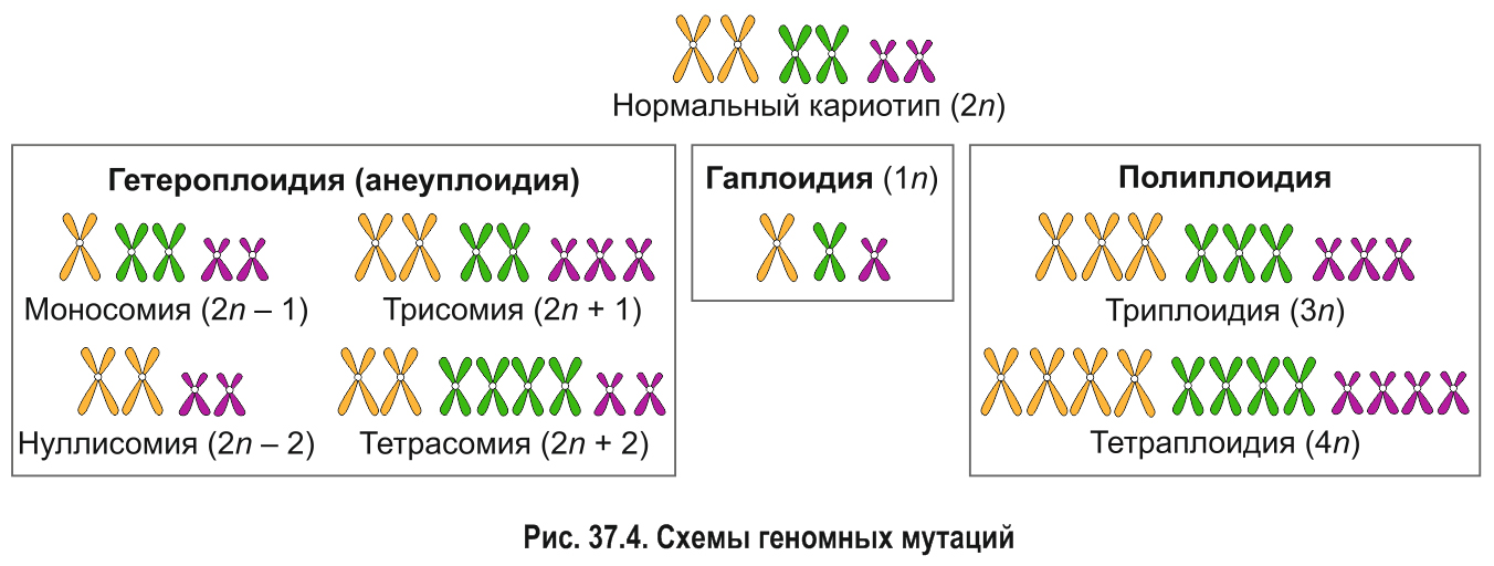 Закономерности изменчивости. Типы мутаций.Методы исследования генетики человека.