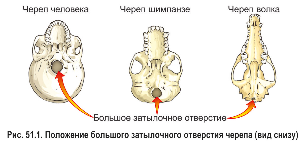 Скелет человека. Строение | Анатомия | Биология