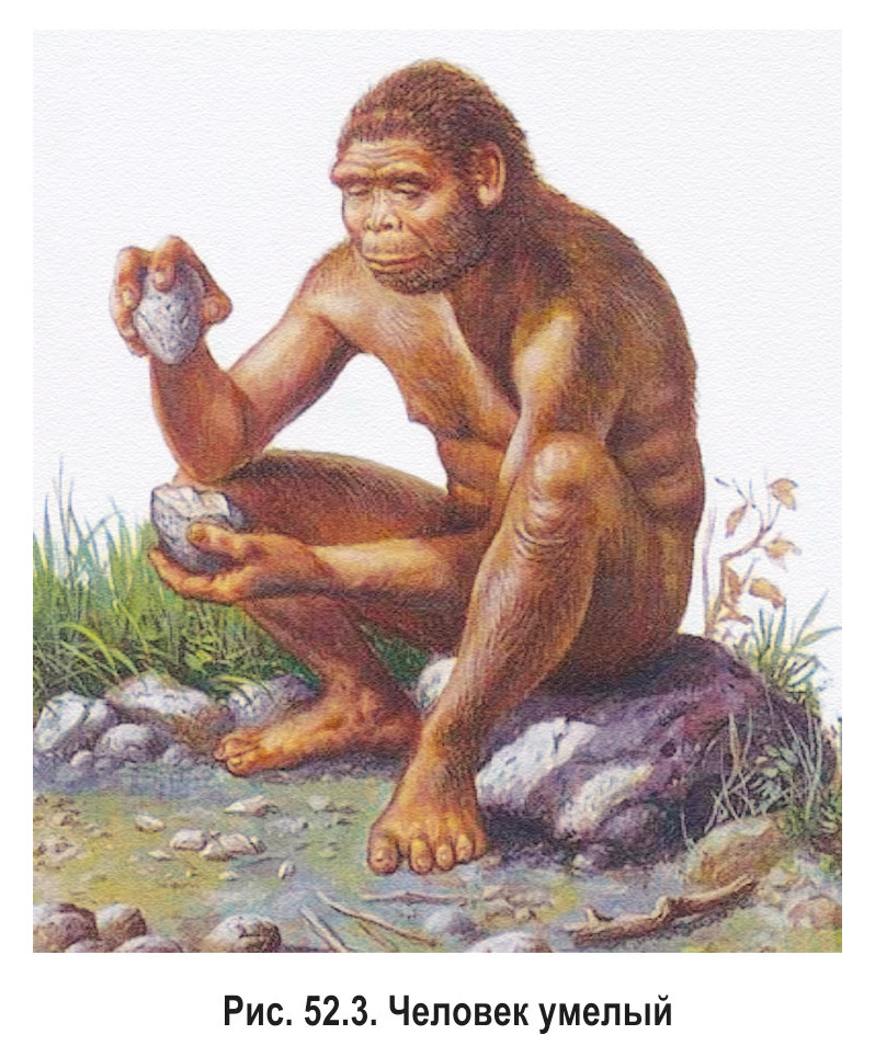 Человек умелый — Homo habilis — оказался не таким умелым, как считалось ранее