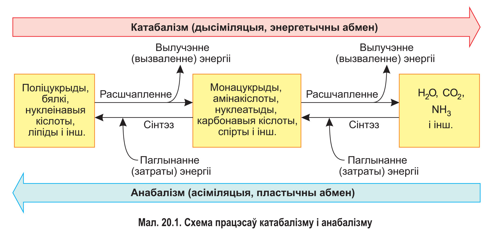 Схема процессов энергетического обмена